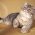 Экзотическая короткошерстная кошка